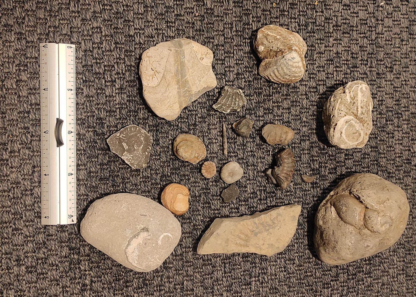 Fossils collected in Dorset